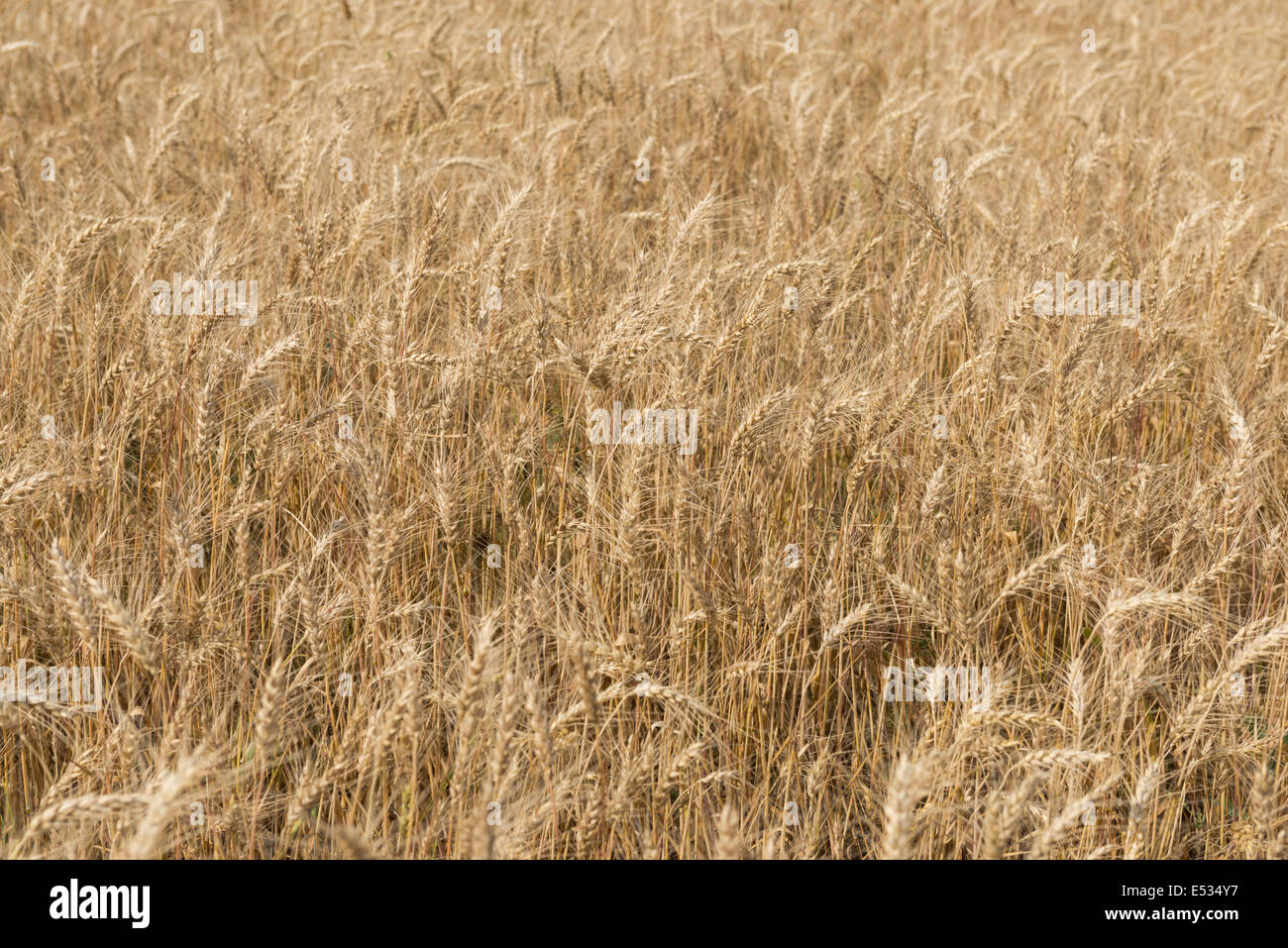 Reifen Roggen Ohren auf dem Feld - Hintergrund Stockfoto