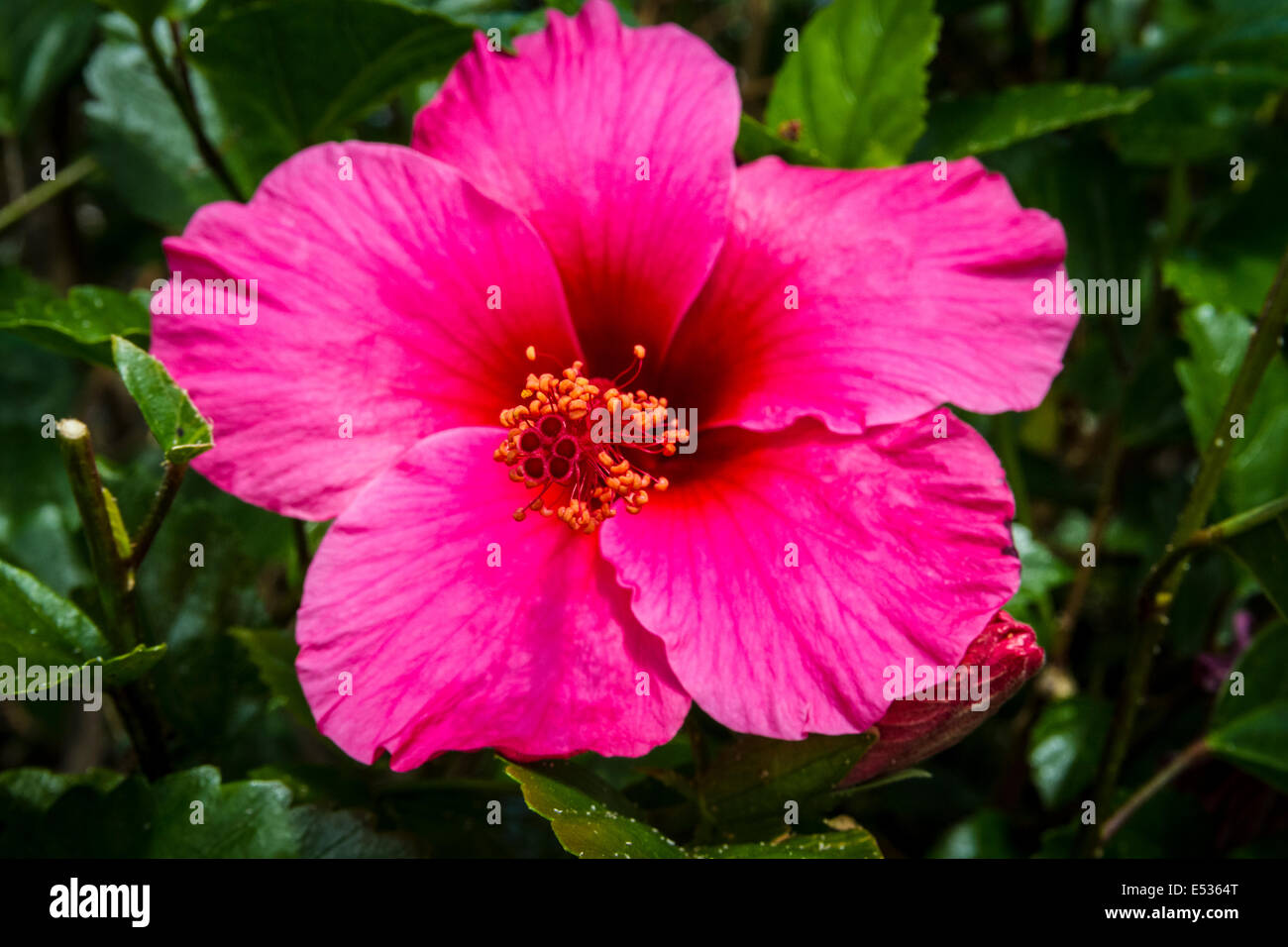 Eine heiße rosa Hibiskusblüte in ein Alta Loma California Garden Stockfoto