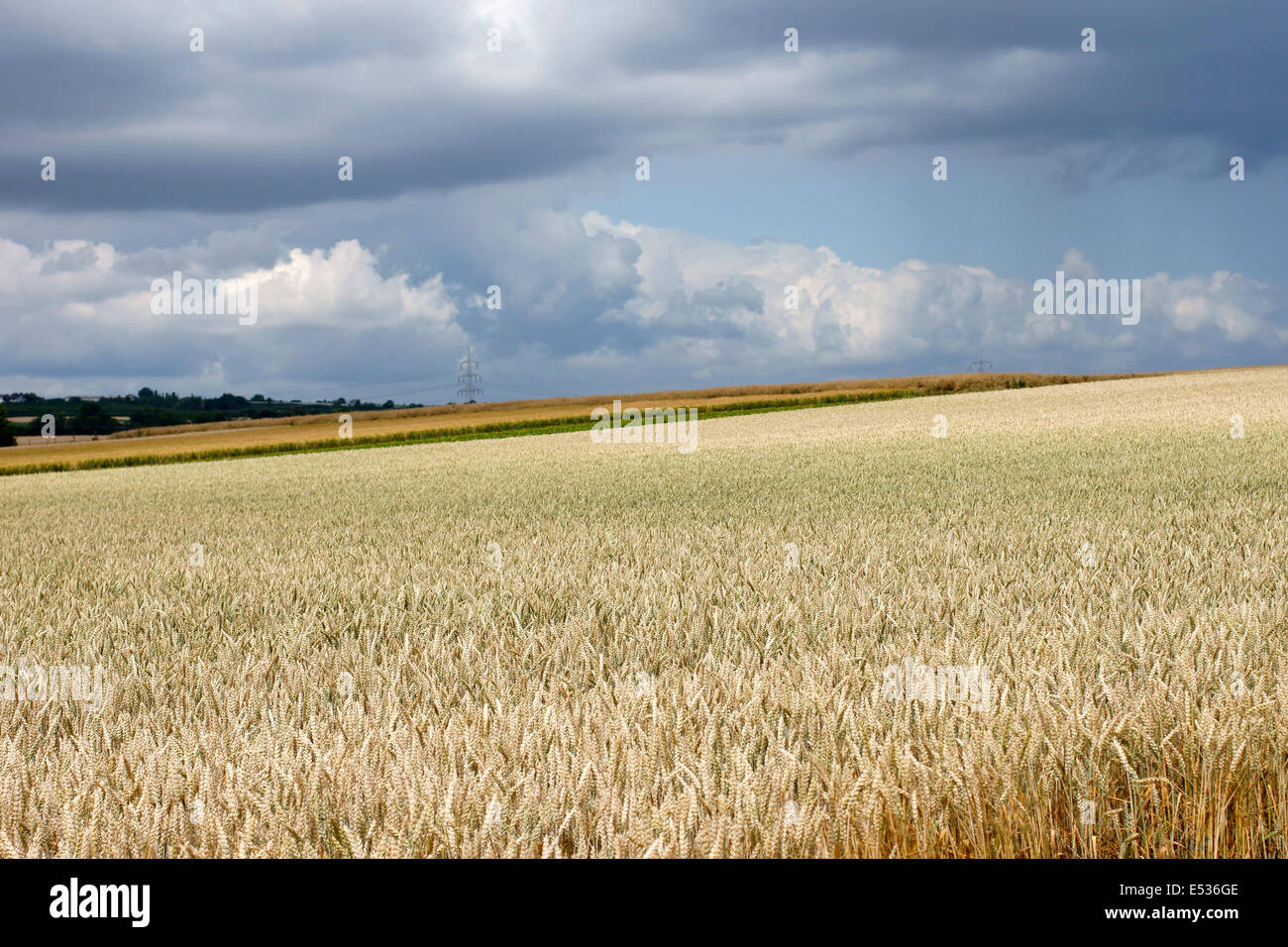 Kornfeld im Sturm Stockfoto