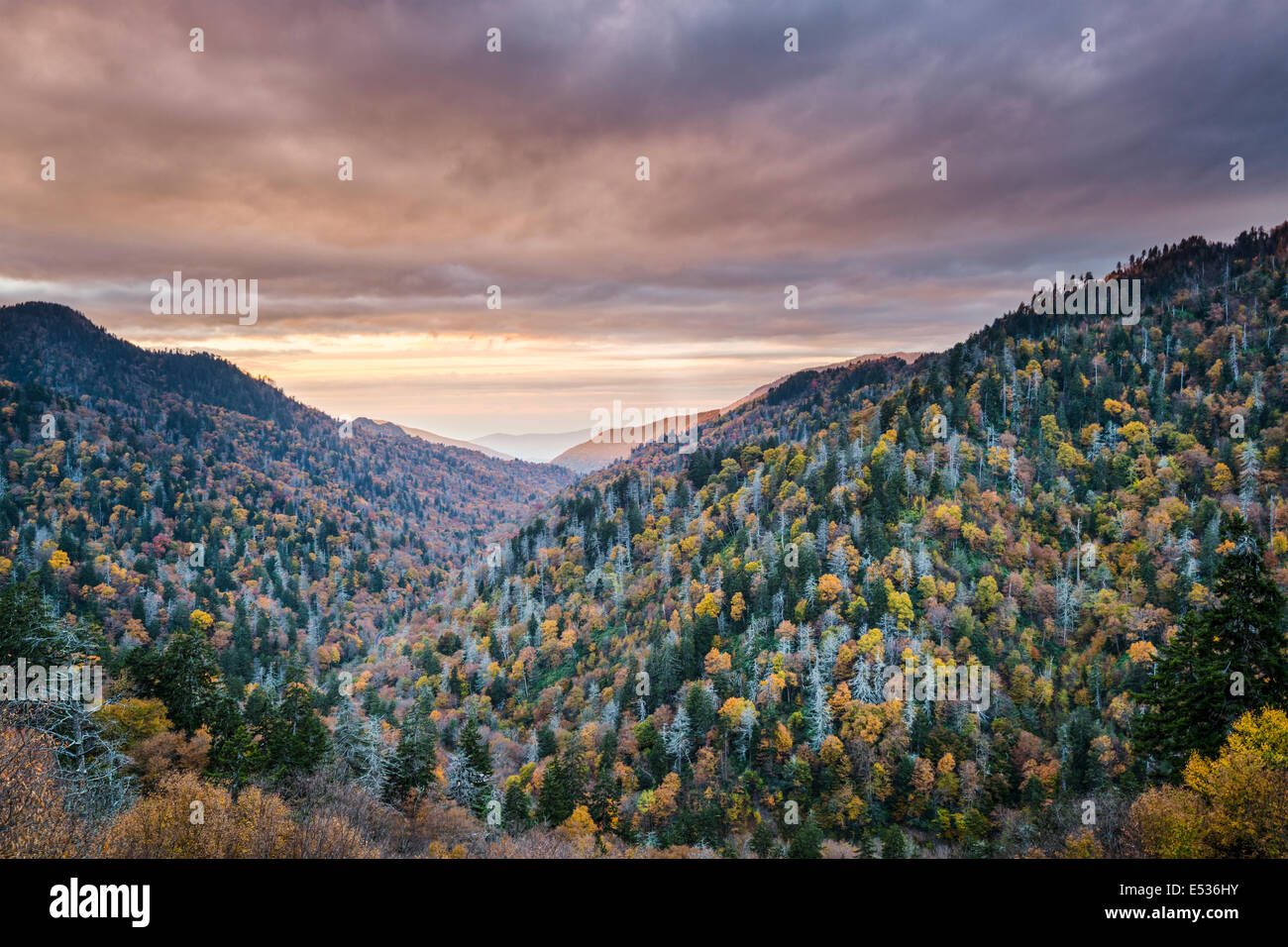 Morgendämmerung in den Smoky Mountains National Park, Tennessee, USA. Stockfoto