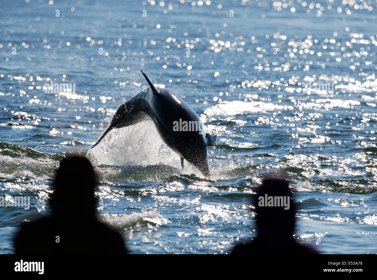 Bottlenose Dolphin Verletzung vor Schaulustigen am Chanonry Point, Schottland Stockfoto