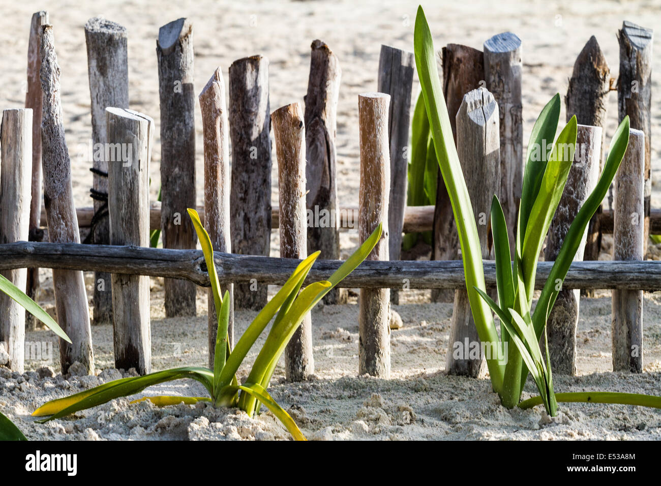 Ein Zaun aus Holzstäbchen und Pflanzen am Sandstrand Stockfoto