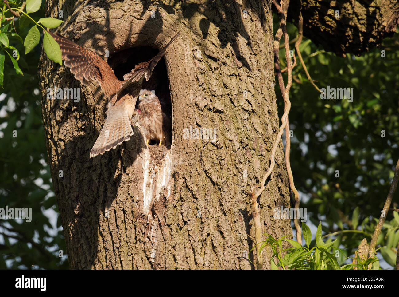 Wilde weiblicher Turmfalke, Falco Tinnunculus liefern Nahrung ins Nest warten Küken Stockfoto