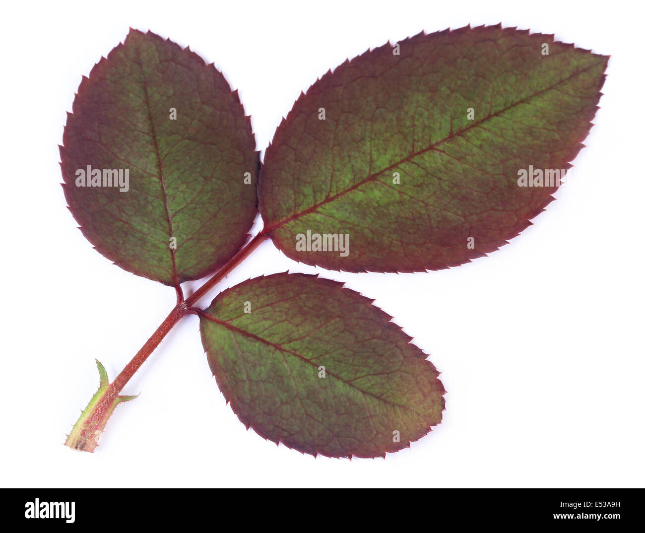 Rosenblätter mit selektiven Fokus Stockfoto