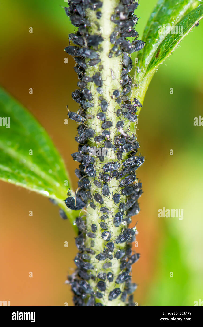 Stiel einer Blume voller Läuse Stockfoto