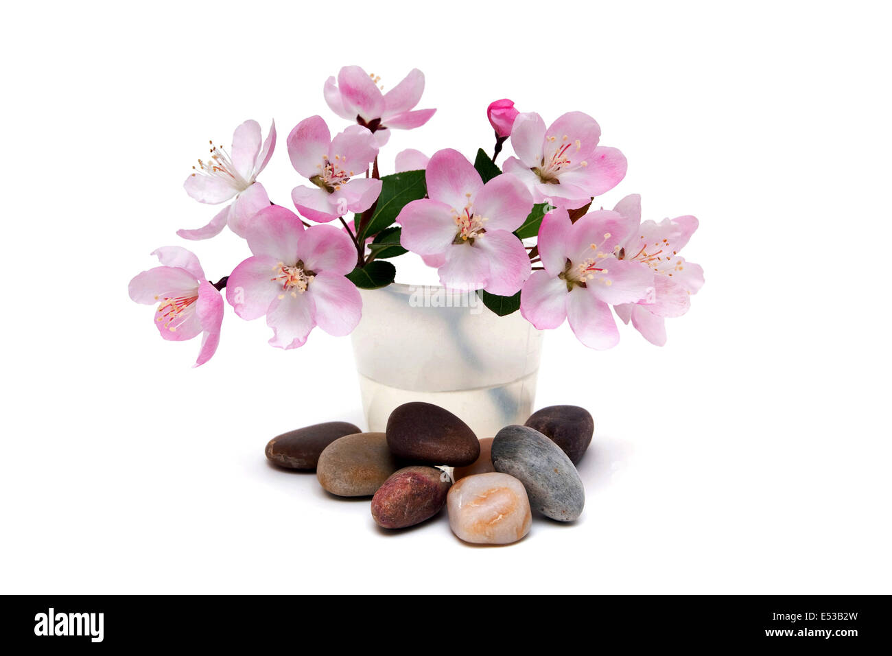Wellness Steine mit Blumen auf weißem Hintergrund Stockfoto