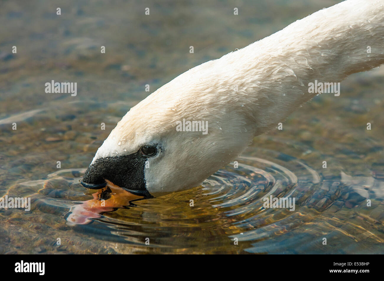 Höckerschwan Dilettantismus in einem See von sauberem, klarem Wasser mit Wasser Rings um den Schnabel Stockfoto