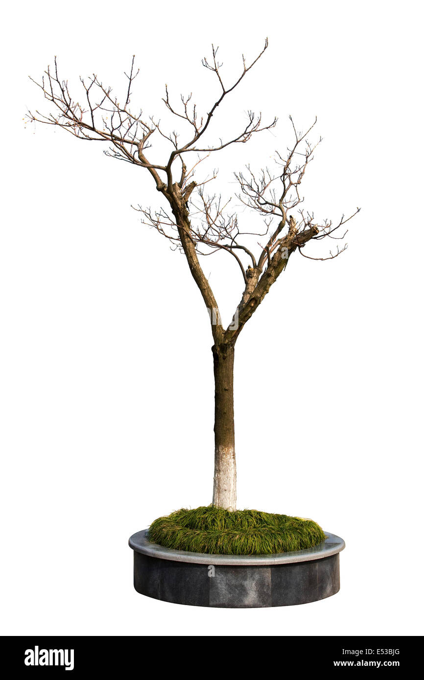 Winterbaum isoliert auf weißem Hintergrund Stockfoto