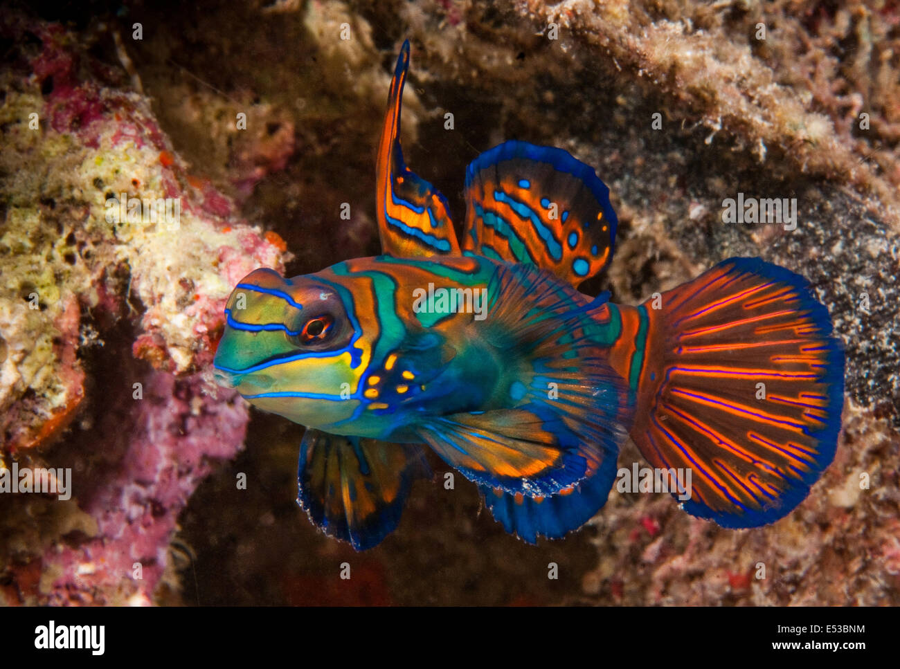 Mandarinfisch, Wakatobi Nationalpark, Indonesien Stockfoto