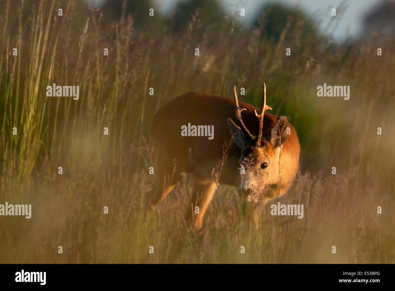 Rehe beobachten durch Rasen Stockfoto