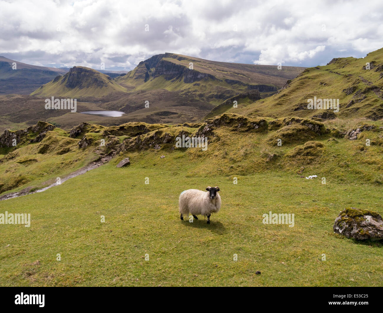 Lone Mountain Schafe unter Bergkulisse der trotternish Ridge, Isle of Skye, Schottland, Großbritannien Stockfoto