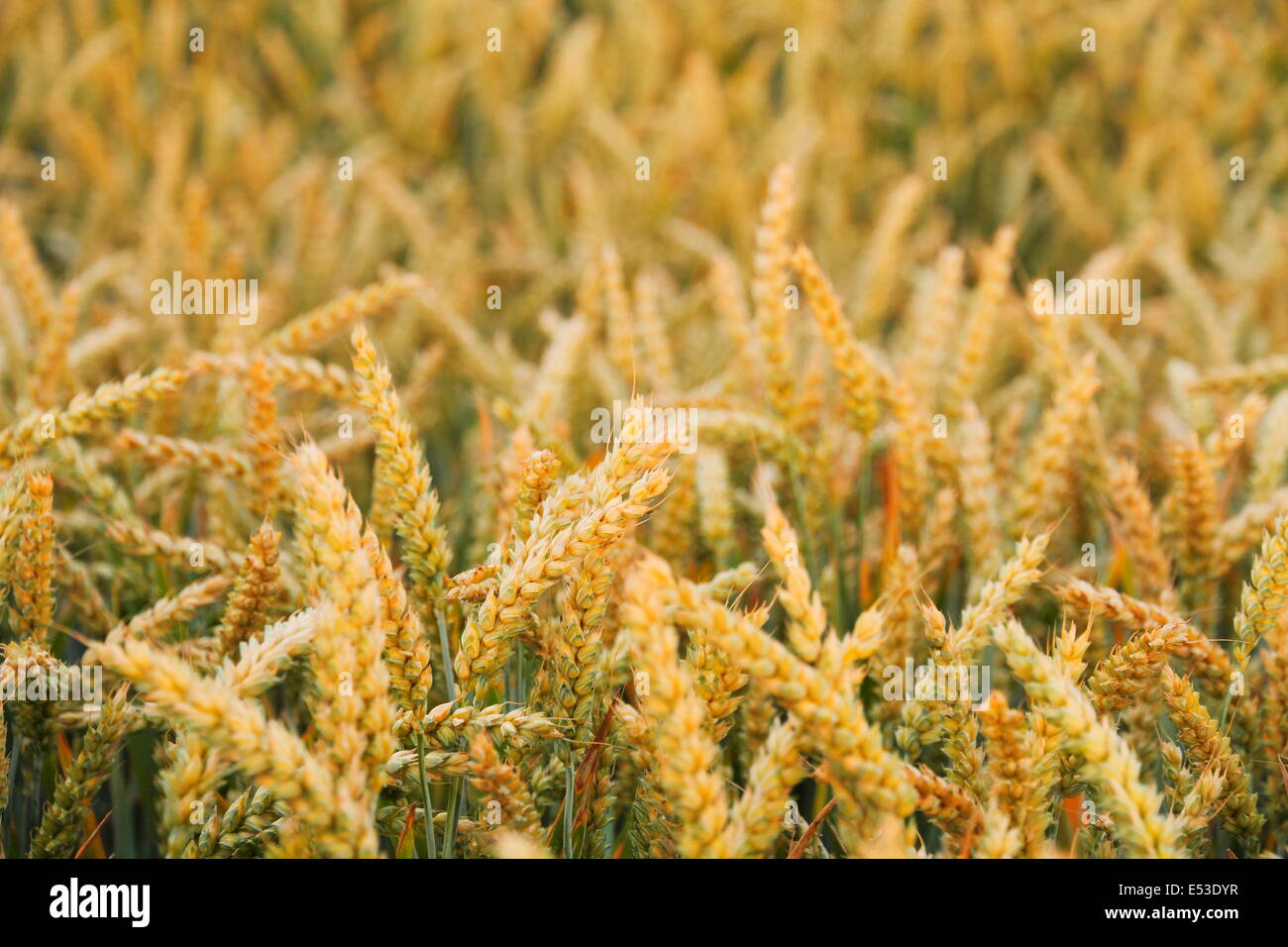 Reife Ähren auf Feld als Hintergrund, Nahaufnahme Stockfoto