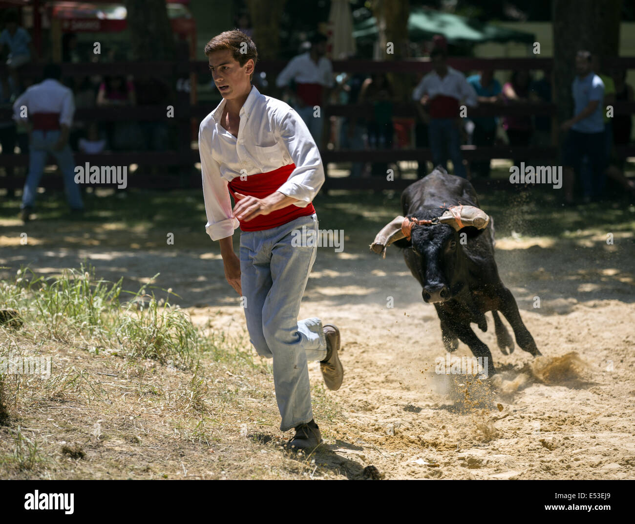 Grupo Forcados Amadores de Caldas Da Rainha. Portugiesische junge Toreros, ausgeführt von einem verärgert Jungstier Stockfoto