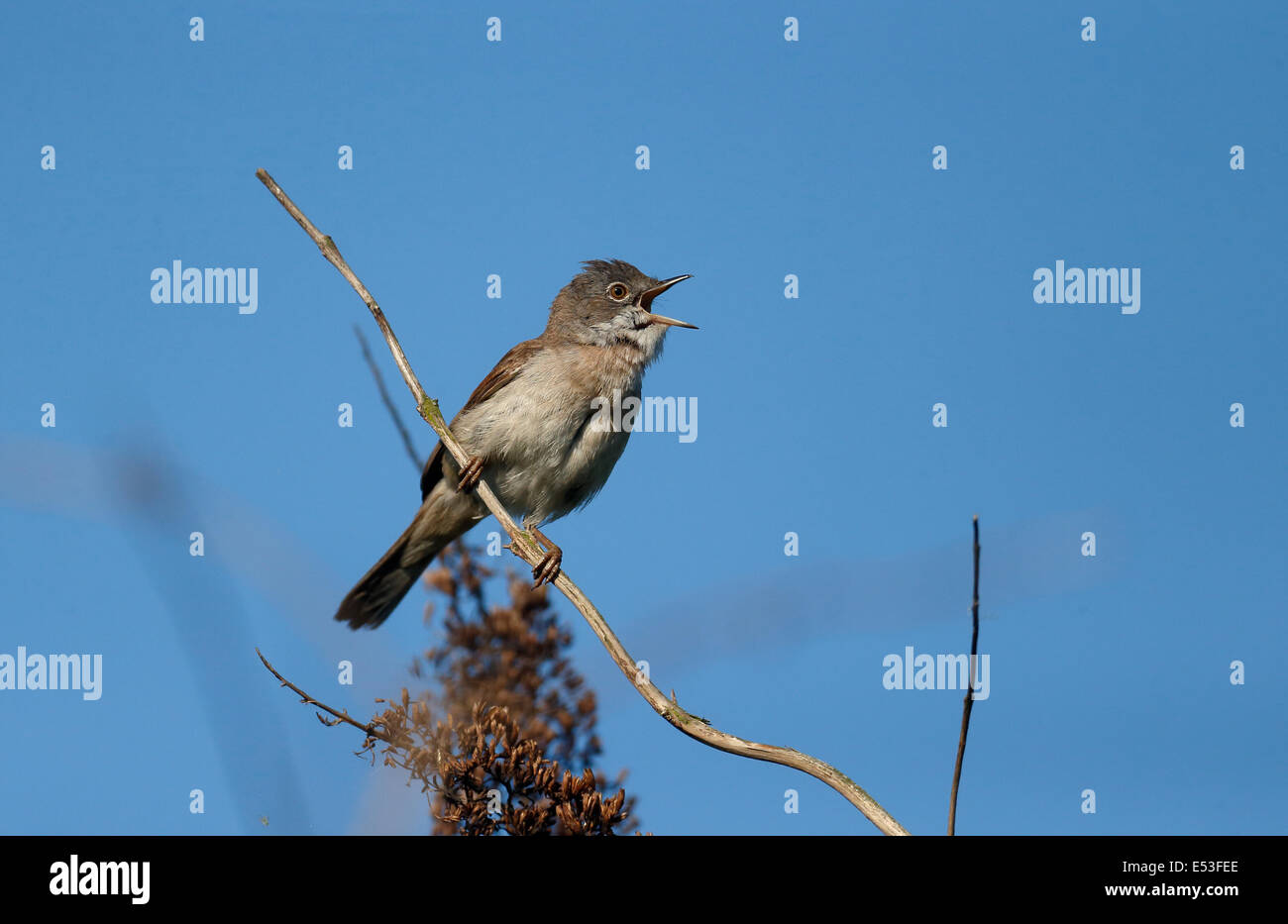 Gemeinsamen Whitethroat Sylvia Communis, einzelnes Männchen auf AST singen, Warwickshire, Mai 2014 Stockfoto