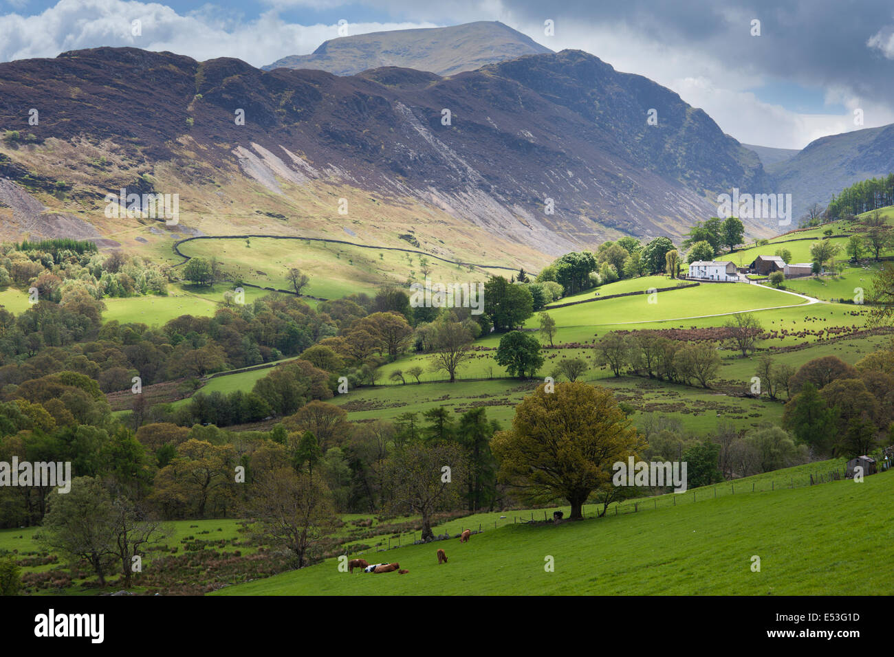 Zeigen Sie durch Newlands Tal in Richtung Gipfel Catbells, Lake District, Cumbria, England an Stockfoto