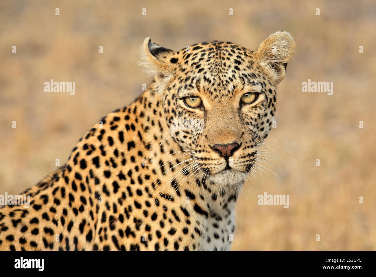 Porträt eines Leoparden (Panthera Pardus), Sabie Sand Naturschutzgebiet, Südafrika Stockfoto