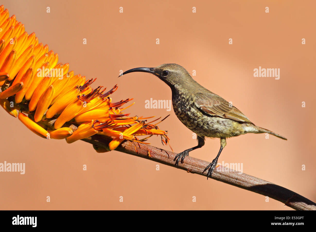 Eine weibliche Scarlet-chested Sunbird (Chalcomitra Senegalensis) auf einer Aloe-Blume, Südafrika Stockfoto