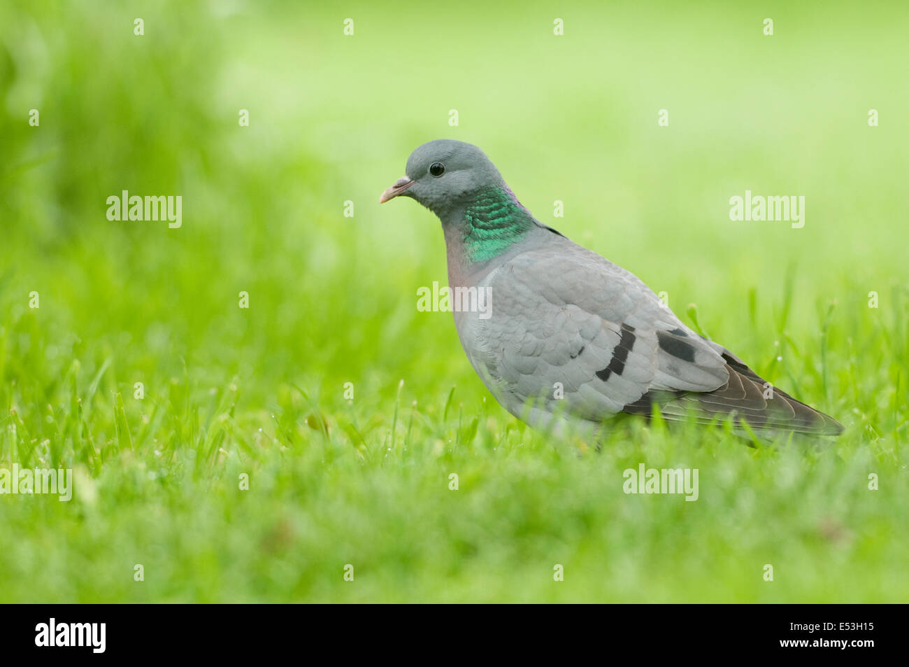 Hohltaube; (Columba Oenas) auf Rasen Stockfoto