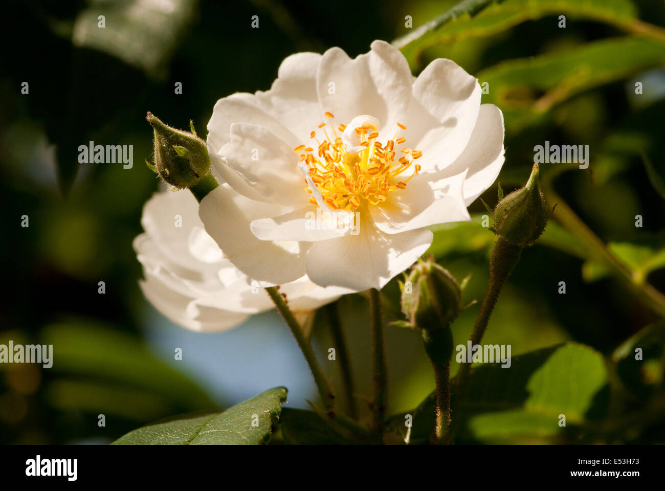 Rambling Rector Rose Blume Stockfoto