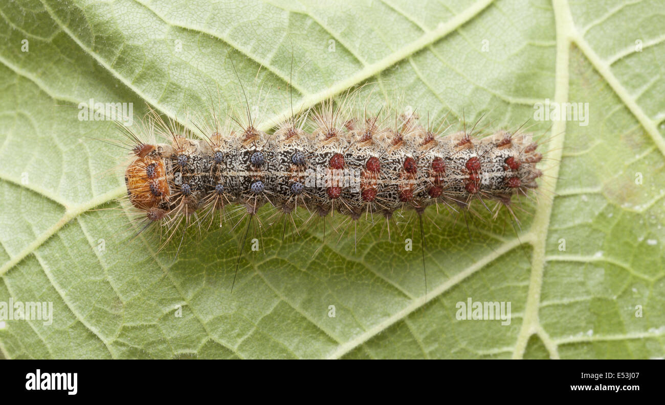 Lymantria dispar Dispar, Schwammspinner, Europäische Schwammspinner und nordamerikanischen Schwammspinner-Raupe Stockfoto