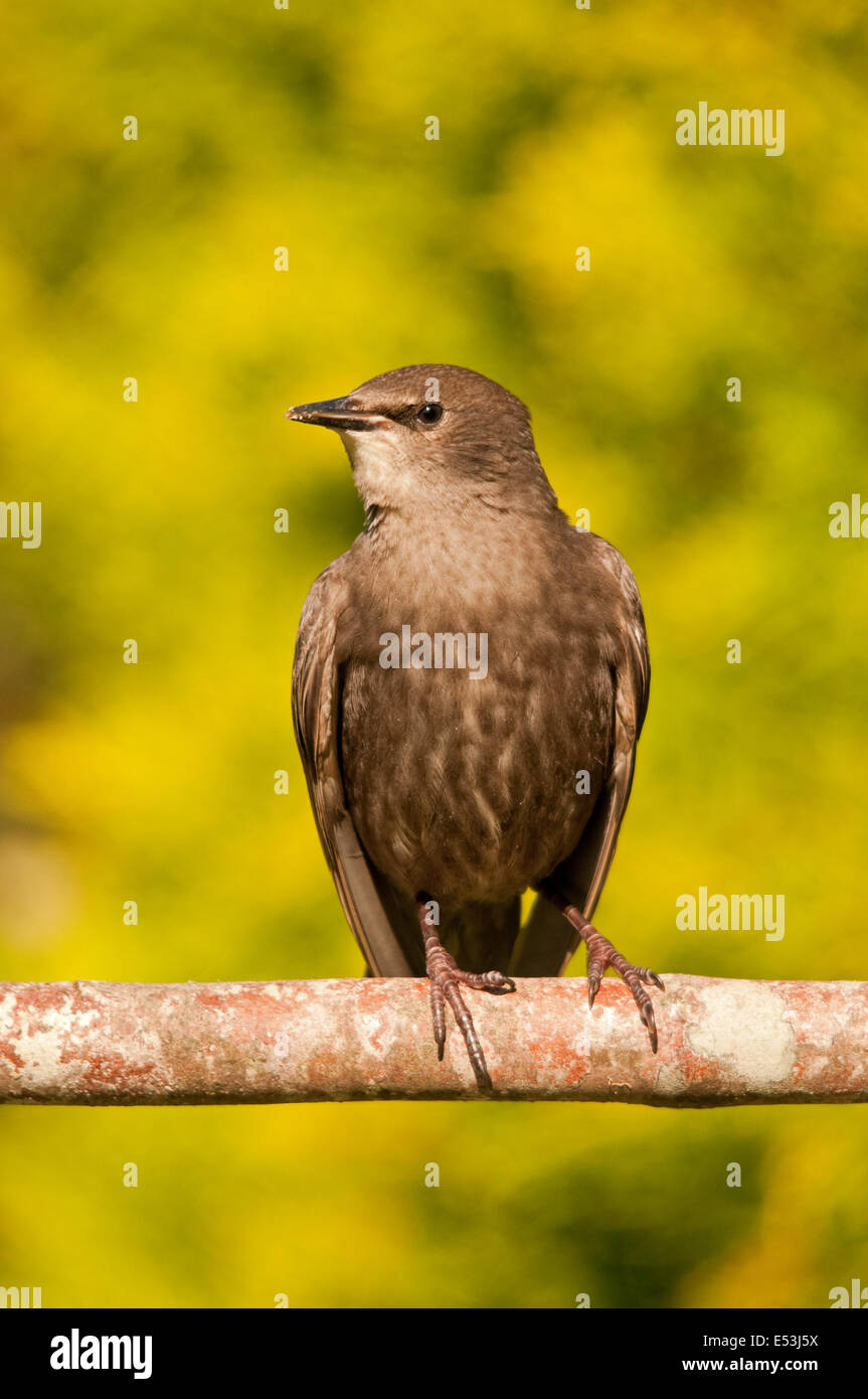 Young-Starling hocken auf einem Ast Stockfoto