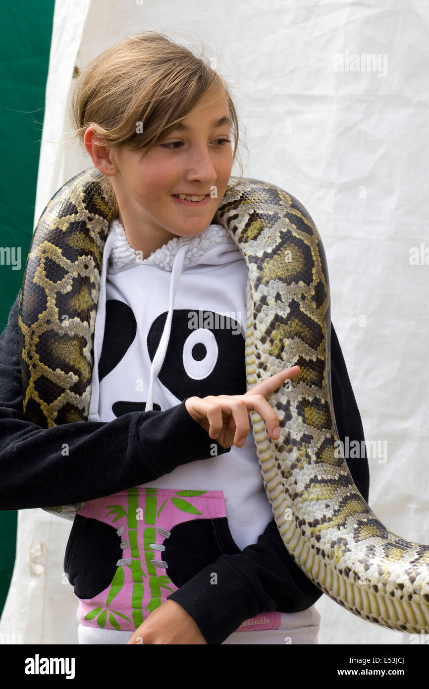 nonvenomous Königspython statt Stockfoto