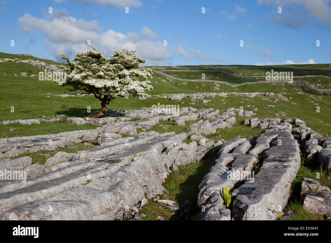 Kalkstein Pflaster und Weißdorn Baum Frühling blühen im Winskill Steinen Naturreservat in der Nähe von Settle, Yorkshire Dales, UK Stockfoto