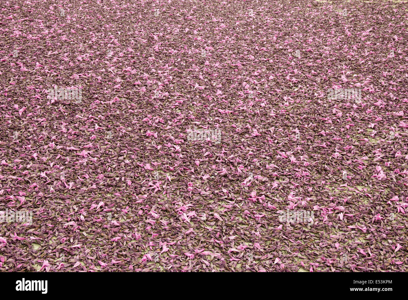 Boden voller Blumen aus der Herbst-Saison Stockfoto