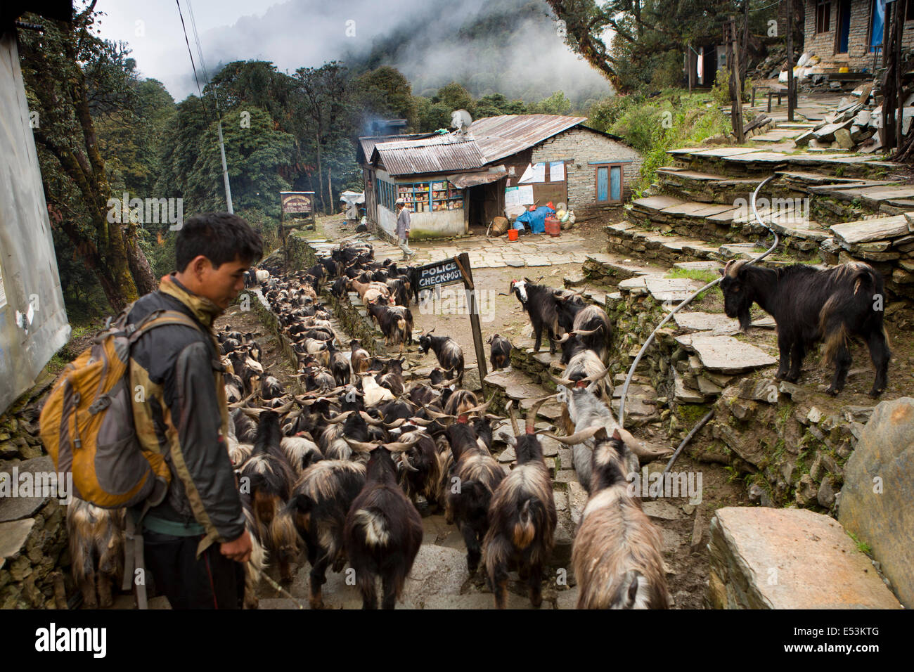 Nepal,, Herde von Ziegen getrieben bis Pokhara für Opfer während Dasain Festival Stockfoto