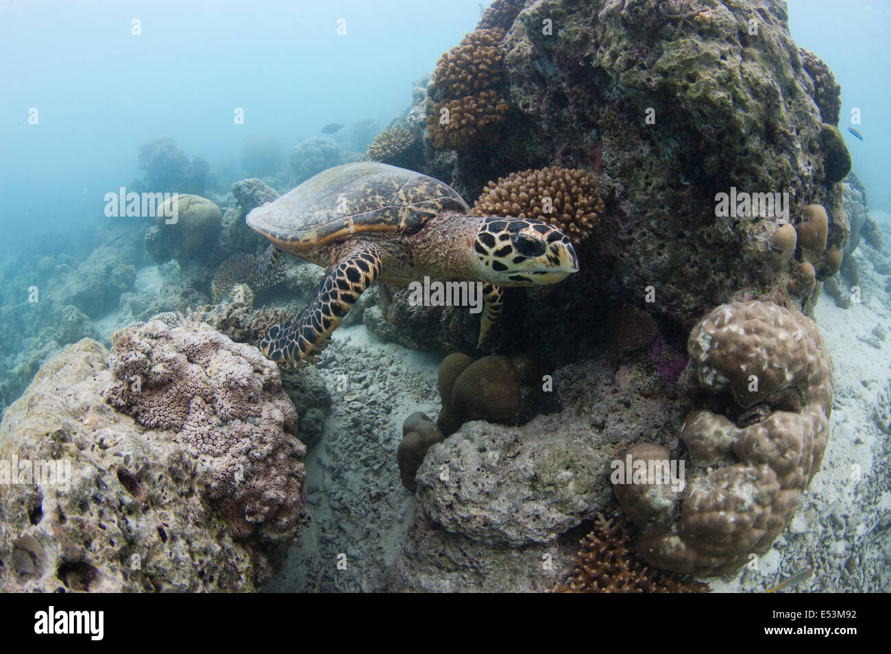 Schildkröte im flachen Wasser auf den Malediven Stockfoto