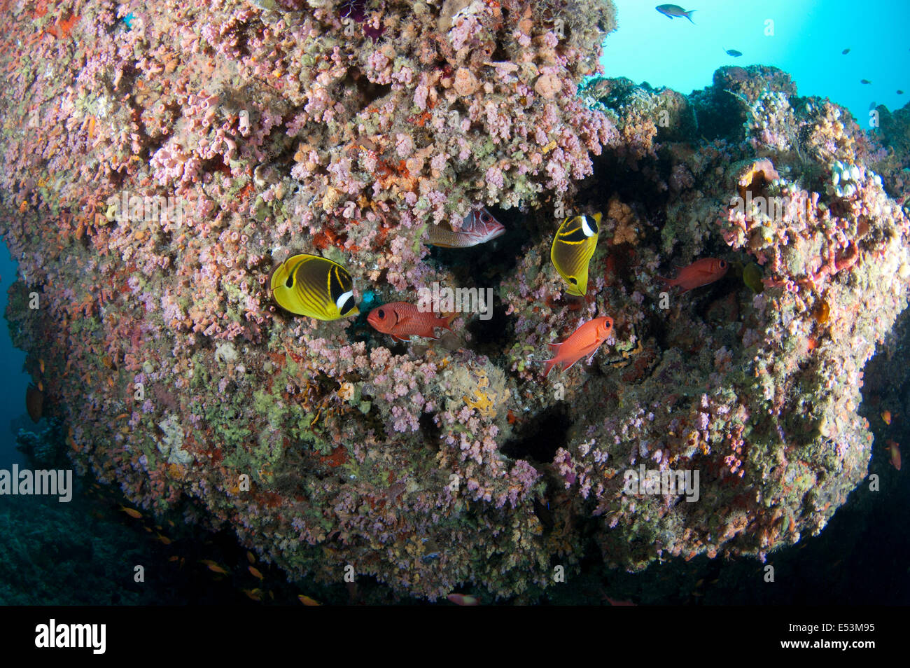 Butterflyfish in Kandoomaa Thila auf den Malediven, Indischer Ozean Stockfoto