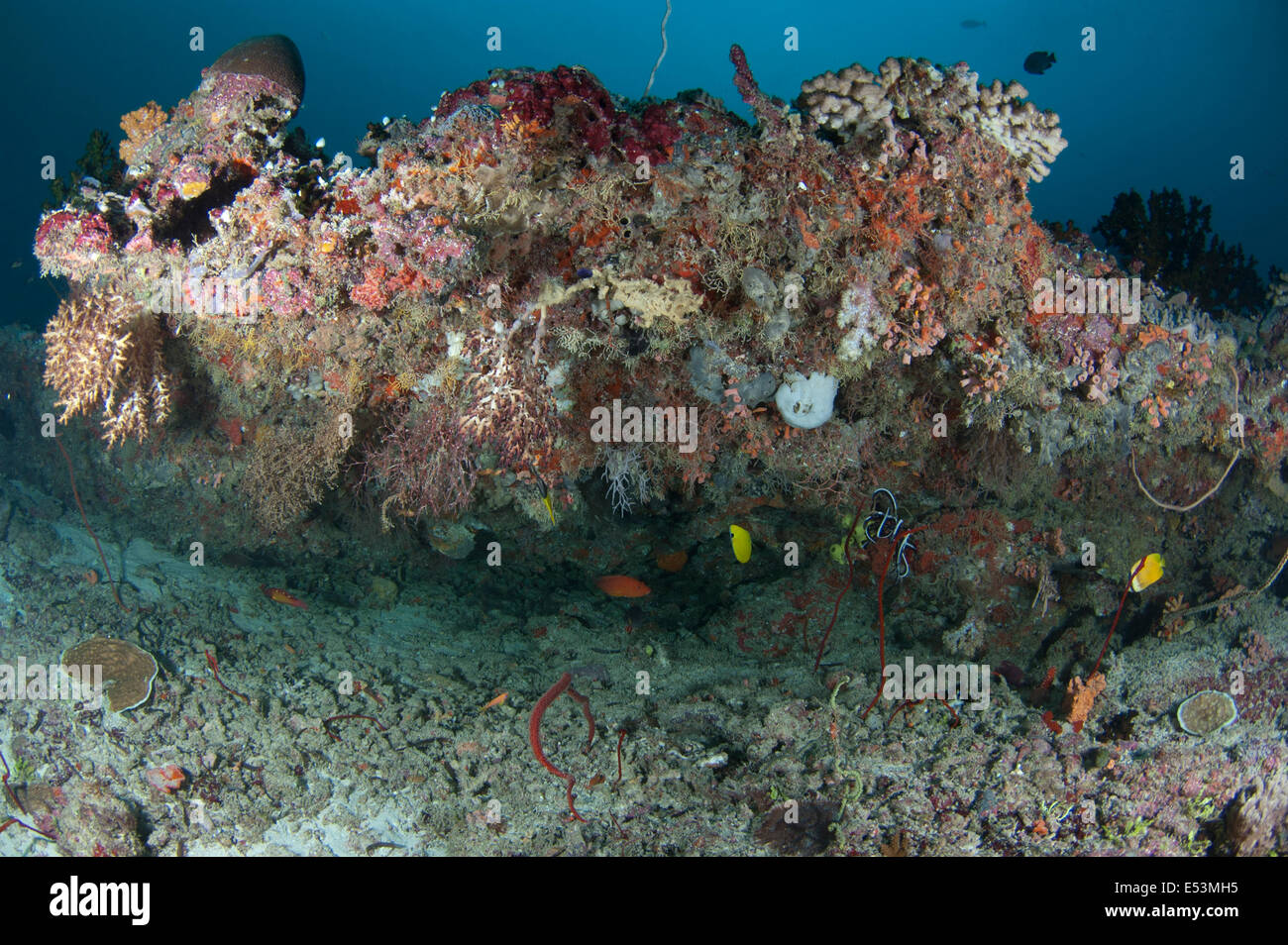 Bunte Weichkorallen von Guraidhoo Kanal auf den Malediven Stockfoto