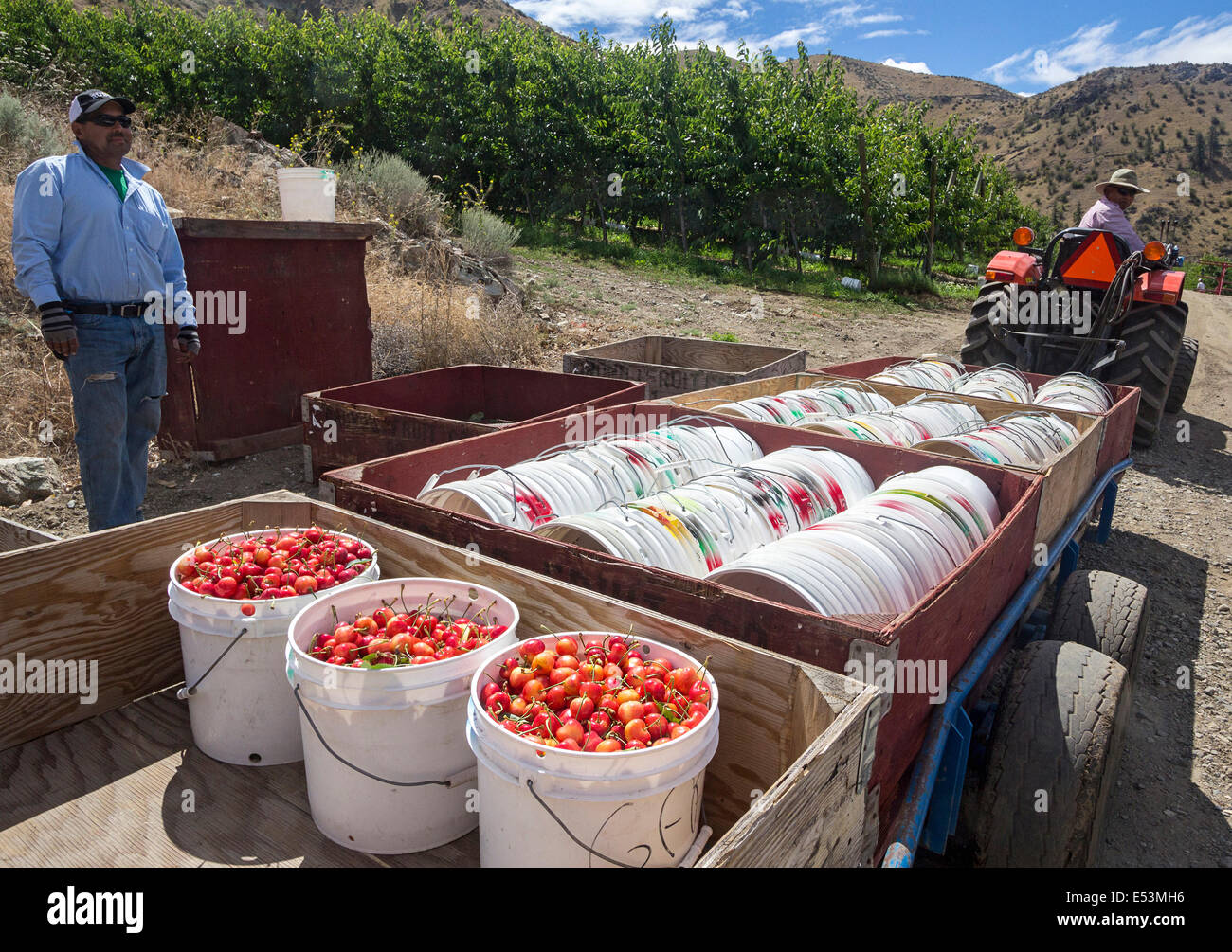 Frisch gepflückt Orondo Ruby Kirschen in Eimern auf G & C Farmen außerhalb Wenatchee, WA, USA. Stockfoto