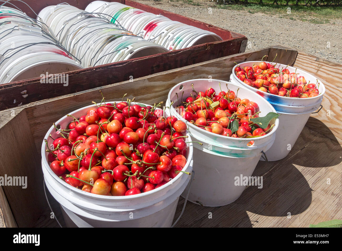 Frisch gepflückt Orondo Ruby Kirschen in Eimern auf G & C Farmen außerhalb Wenatchee, WA, USA. Stockfoto