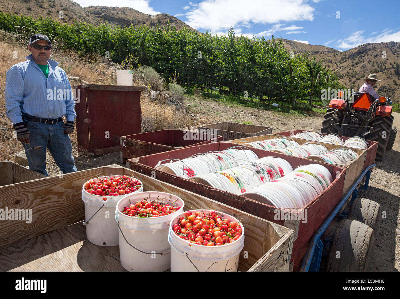 Frisch gepflückt Orondo Ruby Kirschen in Eimern auf G & C Farmen außerhalb Wenatchee, WA, USA. Stockfoto