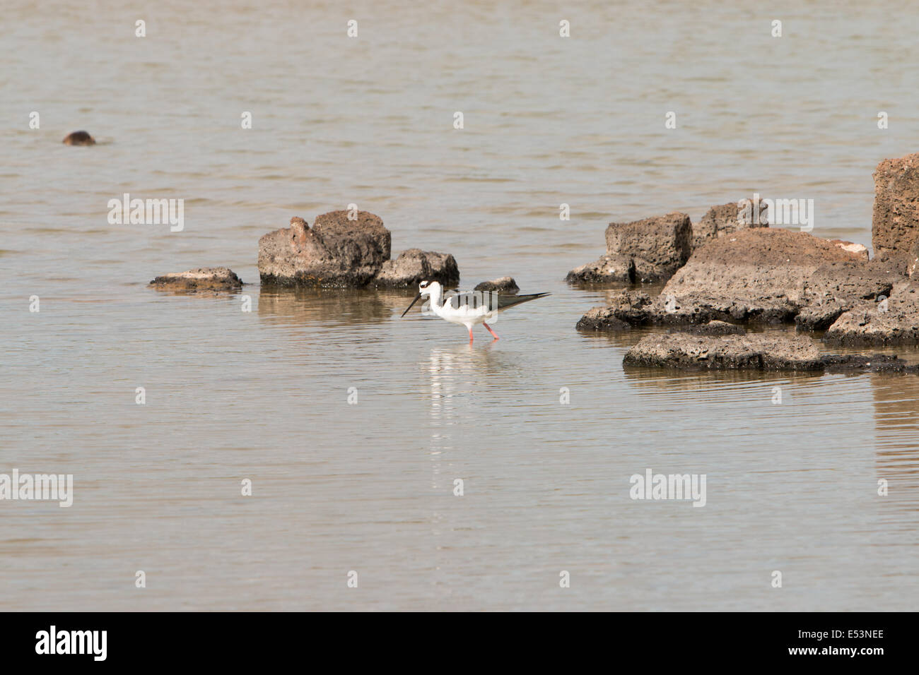 Schwarzhals-Stelzenläufer Vogel von den Galapagos-Inseln Stockfoto