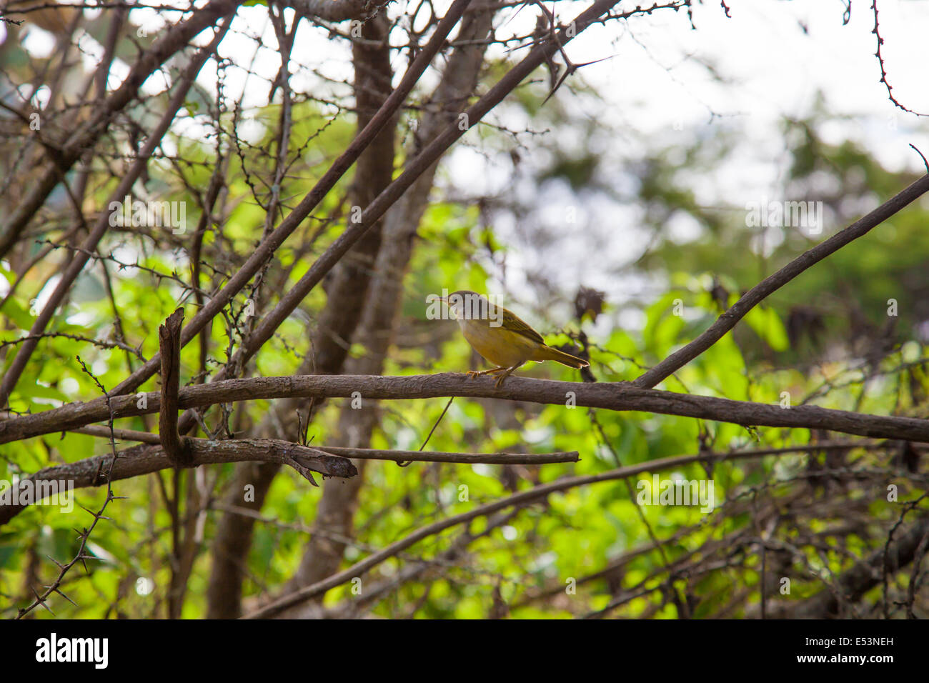 Galapagos Finch Stockfoto