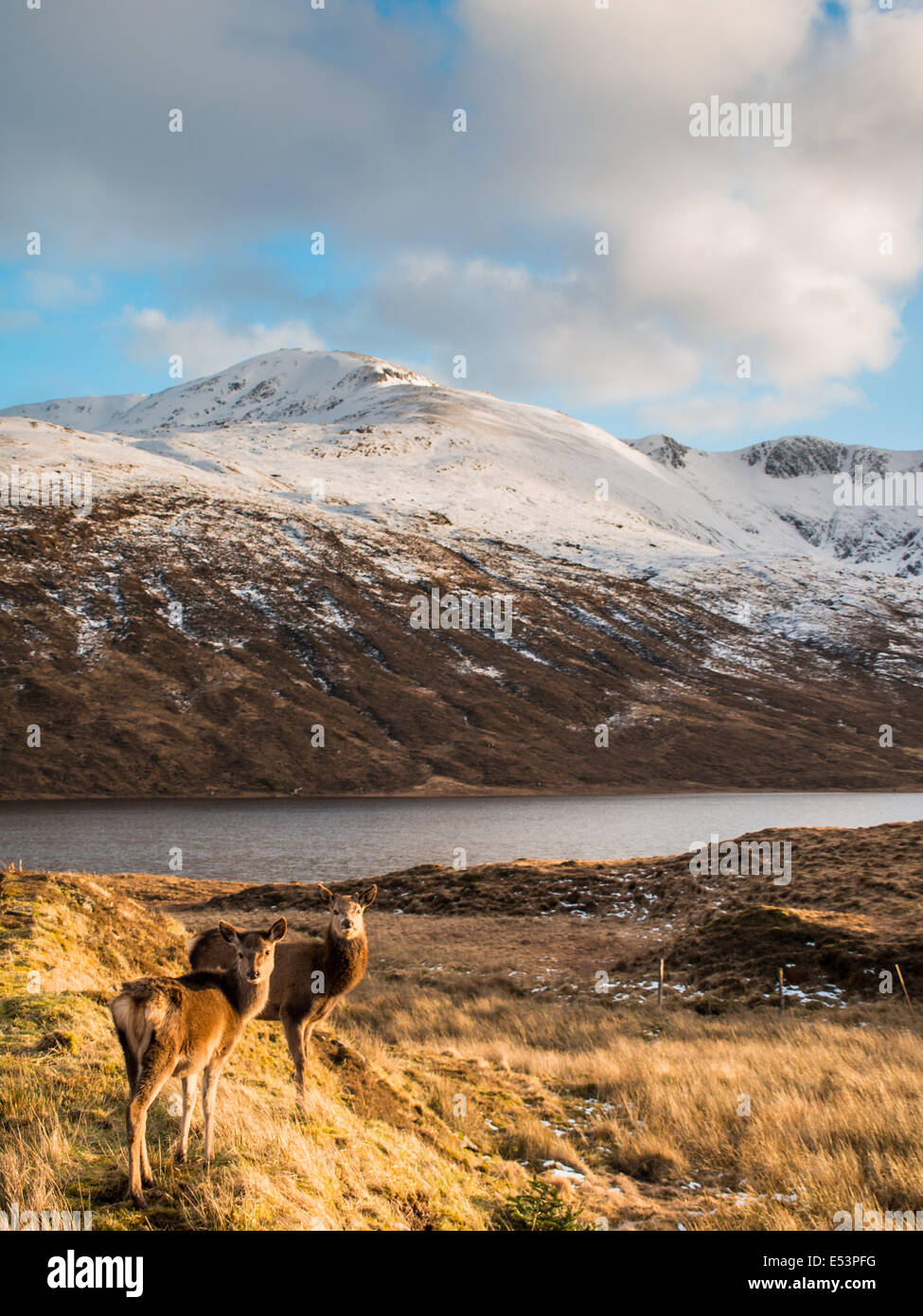 Rothirsch mit Schnee bedeckt die Berge im Hintergrund Stockfoto