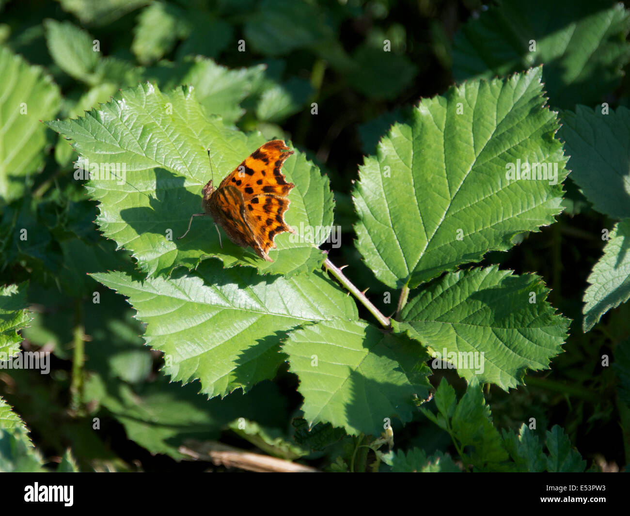 Brockham, Dorking, Surrey, UK. 19. Juli 2014.  Die UK Big Butterfly Count findet 19. Juli bis 10. August. Schmetterlinge am Ufer des River Mole am Brockham, Surrey. Samstag, 19. Juli 2014. Ein Komma Schmetterling "Polygonia c-Album" beruht auf einem Bramble Blatt in eine wilde Wiese am Ufer des River Mole bei Brockham, Dorking, Surrey Credit: Foto von Lindsay Constable / Alamy Live News Stockfoto