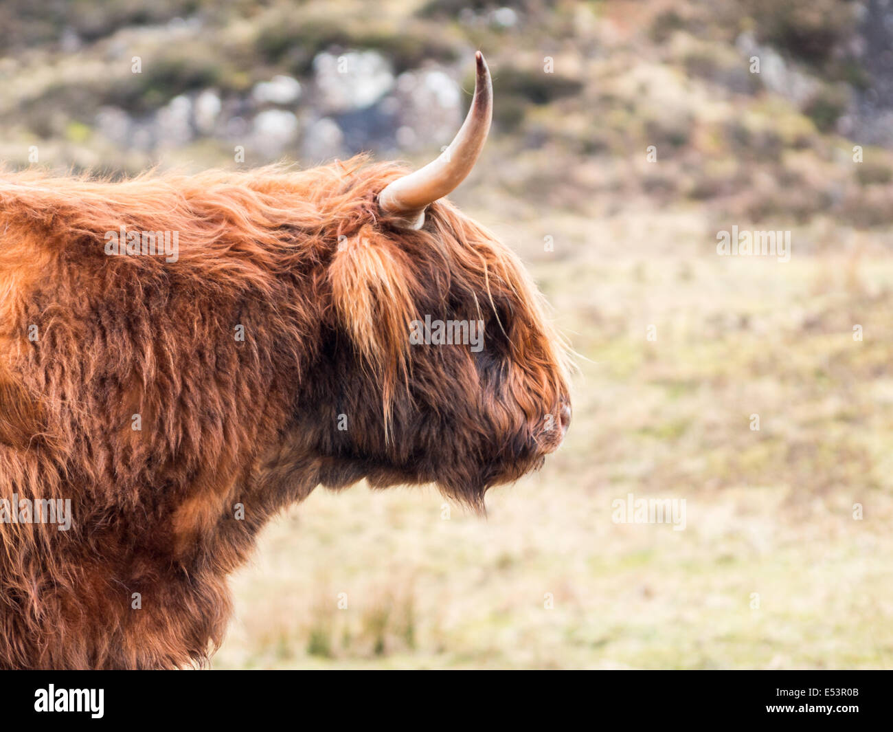 Highland Kuh Kopfprofil Stockfoto