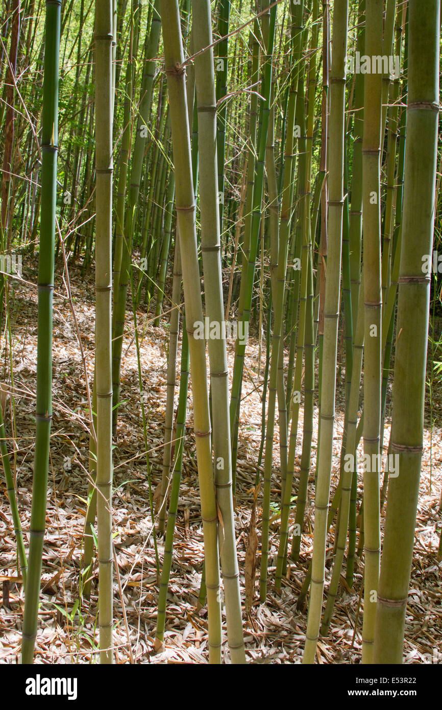 Ein dichtes Dickicht aus Bambuspflanzen wachsen im Sommer schnell Stockfoto