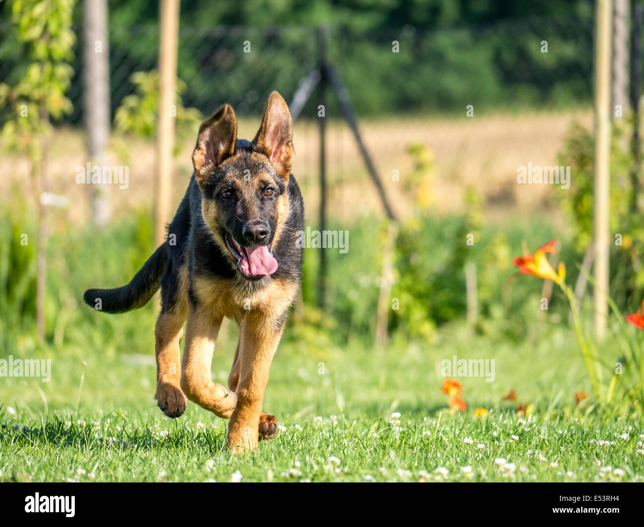 Glücklich Schäferhund Welpen läuft auf die Kamera Stockfoto
