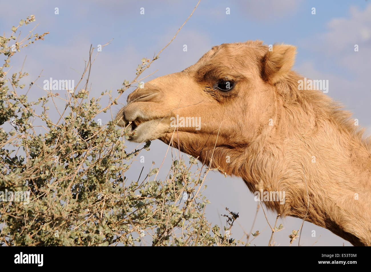 Kamel, Essen einen d Busch in der Wüste Stockfoto