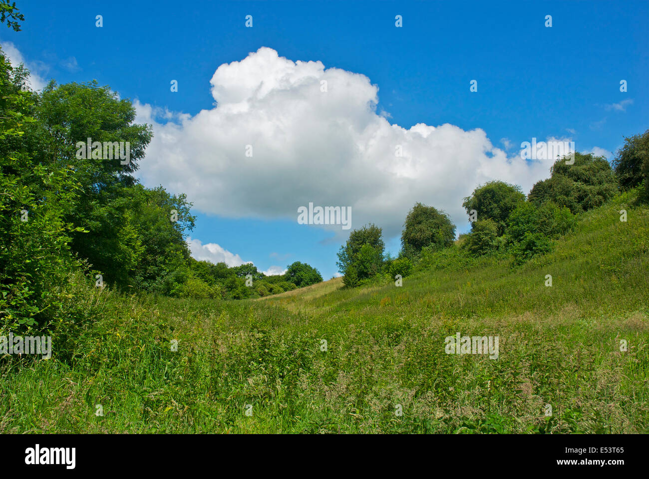 Weide in der Nähe von Selborne, Hampshire, England UK Stockfoto