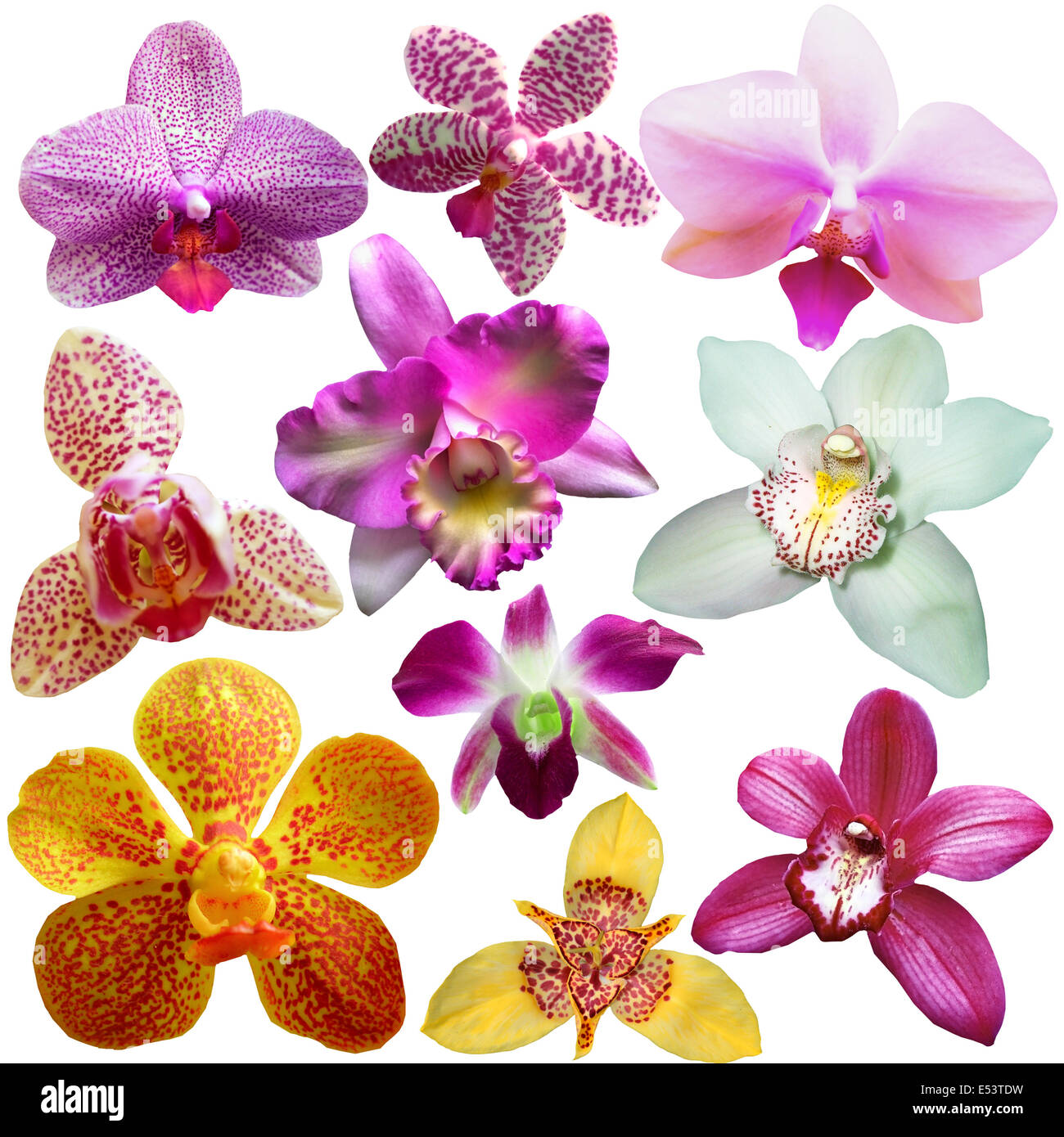 Sammlung von Orchidee Blume isoliert auf weiss Stockfoto