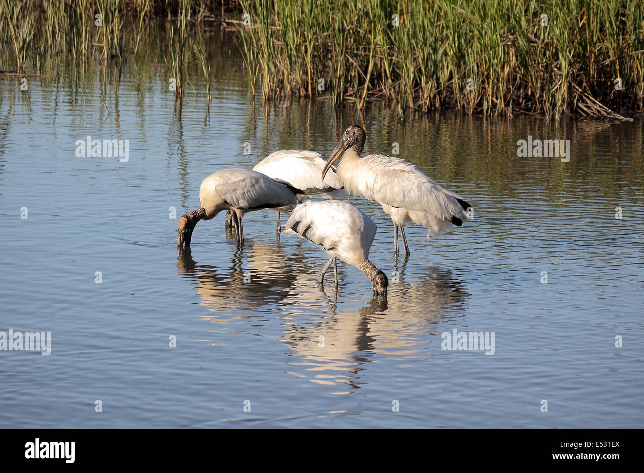 Eine Gruppe von amerikanischen Holz Störche zu füttern, beim Waten im küstennahen Feuchtgebieten Stockfoto