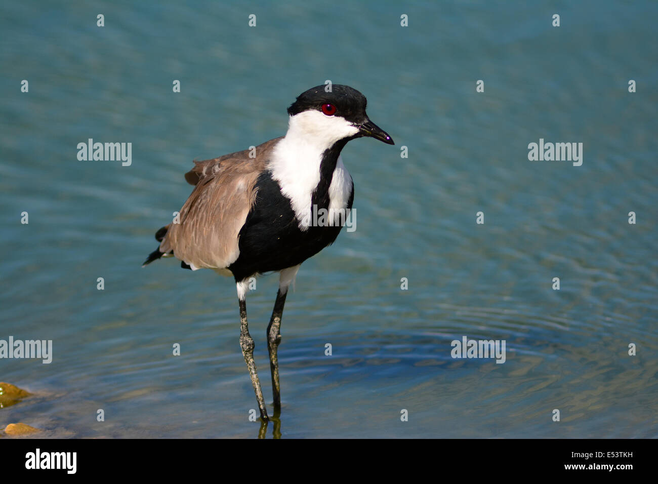 Sporn-Winged Plover, Vanellus Spinosus, Kiebitz, Stockfoto