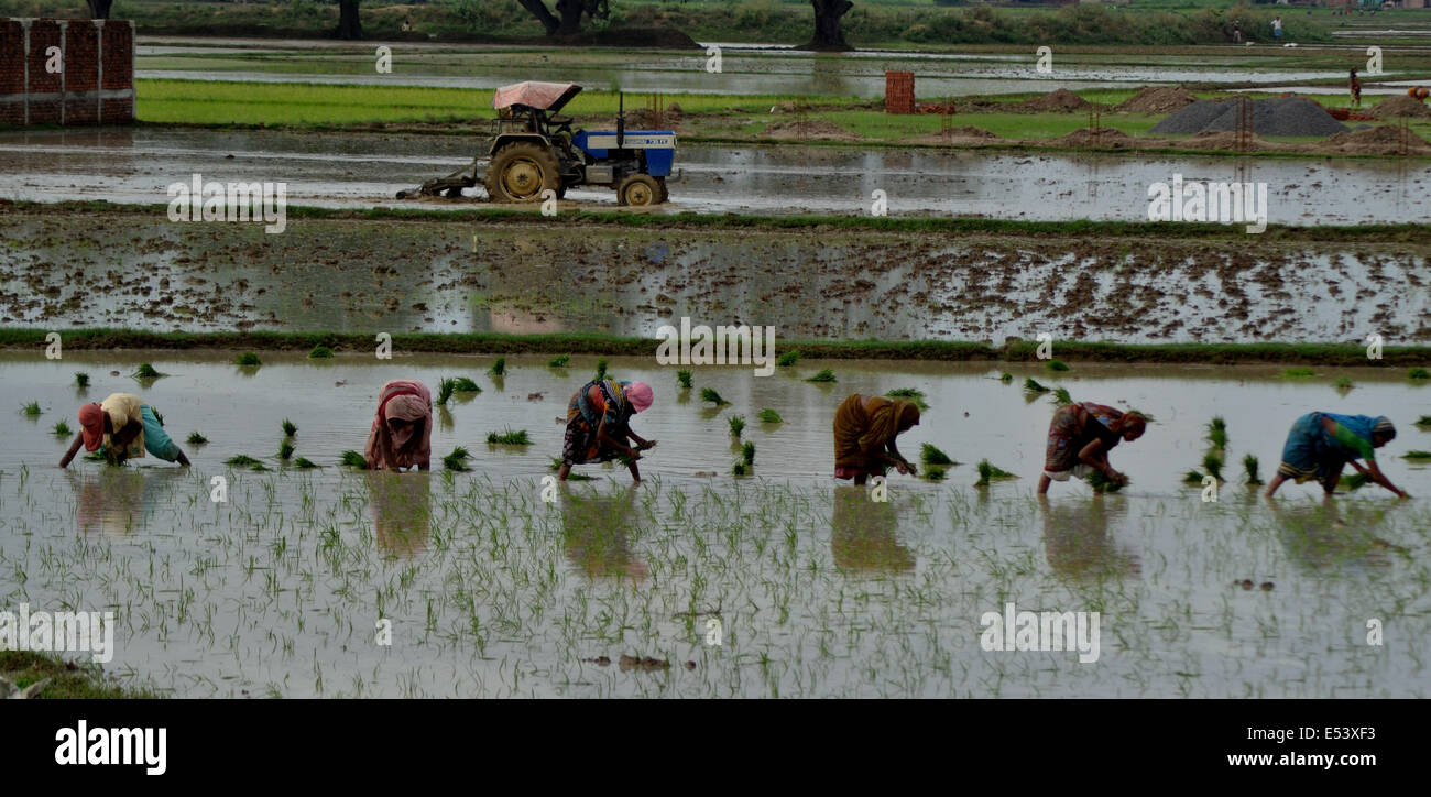 Frauen Arbeiter Pflanze Reis Sämlinge in ein Reisfeld in Sarainayat Dorf in der Nähe von Allahabad. Nach Angst vor möglichen Dürre traf der Monsun schließlich die meisten von Nordindien, verursacht große Erleichterung für die Landwirtschaft. © Ritesh Shukla/Pacific Press/Alamy Live-Nachrichten Stockfoto