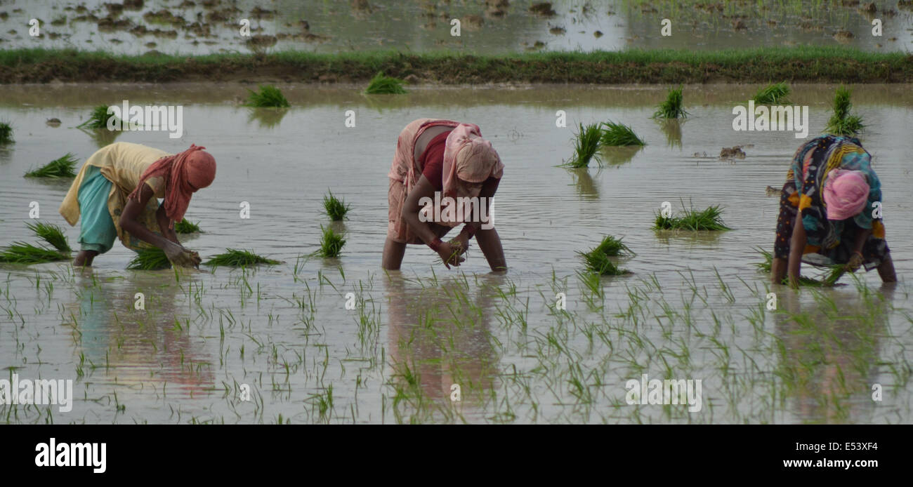 Frauen Arbeiter Pflanze Reis Sämlinge in ein Reisfeld in Sarainayat Dorf in der Nähe von Allahabad. Nach Angst vor möglichen Dürre traf der Monsun schließlich die meisten von Nordindien, verursacht große Erleichterung für die Landwirtschaft. © Ritesh Shukla/Pacific Press/Alamy Live-Nachrichten Stockfoto