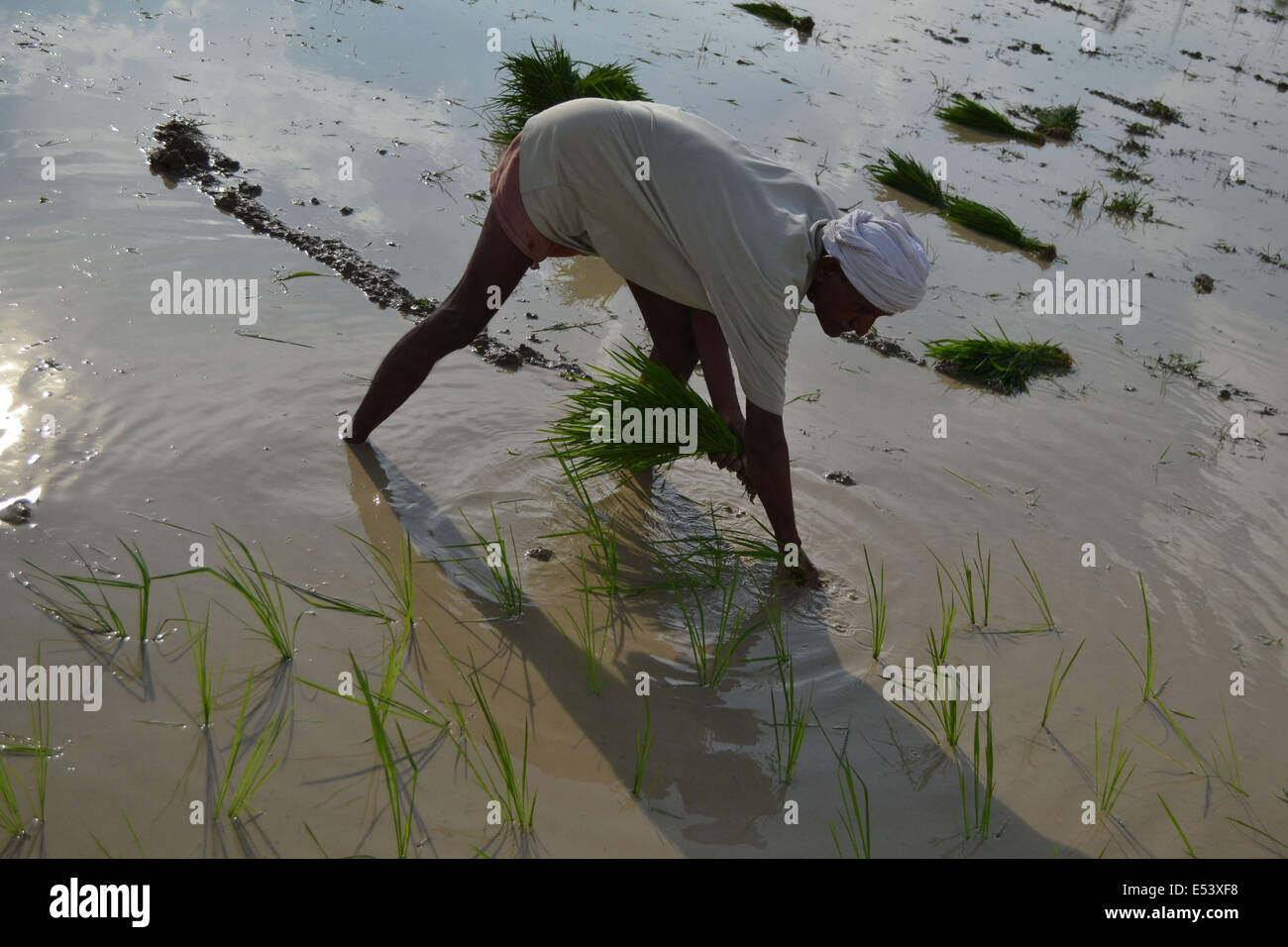 Indischen Bauern Pflanze Reis Sämlinge in ein Reisfeld in Sarainayat Dorf in der Nähe von Allahabad. Nach Angst vor möglichen Dürre traf der Monsun schließlich die meisten von Nordindien, verursacht große Erleichterung für die Landwirtschaft. © Ritesh Shukla/Pacific Press/Alamy Live-Nachrichten Stockfoto